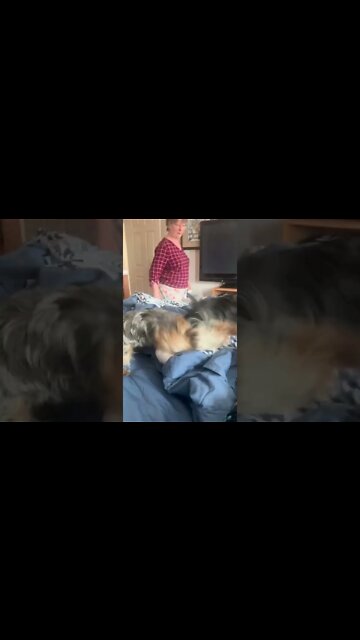 Yorkie Siblings Play Tug of War!