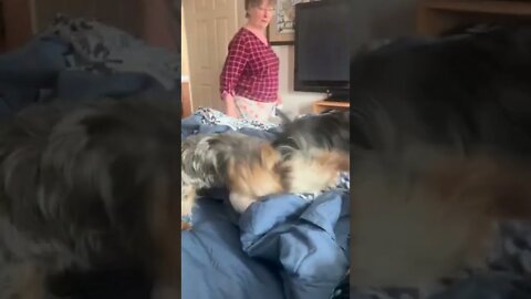 Yorkie Siblings Play Tug of War!