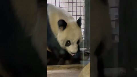 Panda is not camera 📸 shy anymore