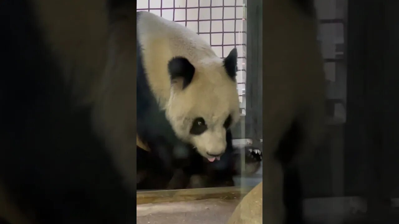 Panda is not camera 📸 shy anymore
