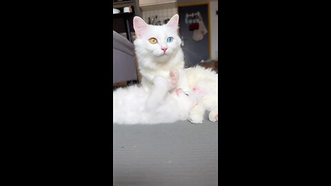 Very beautiful cat lovers