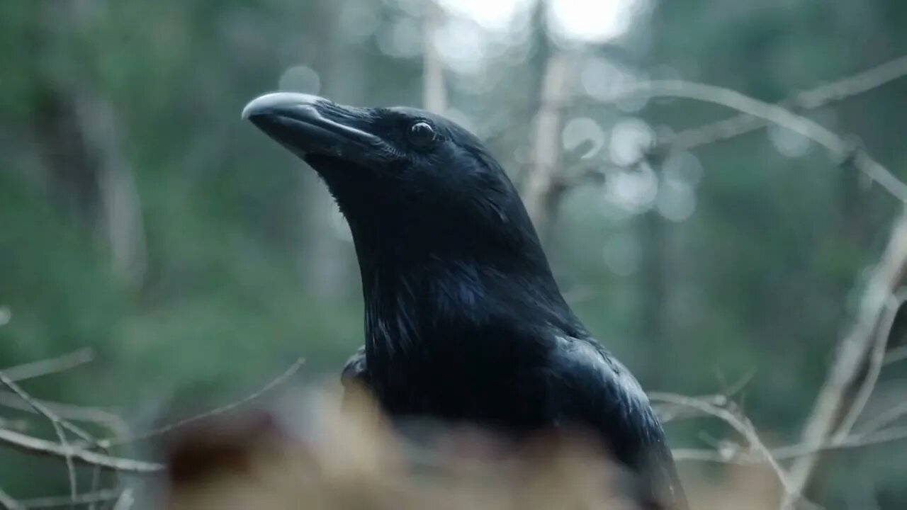 Gaze crow sitting on tree in forest. Close up of black raven