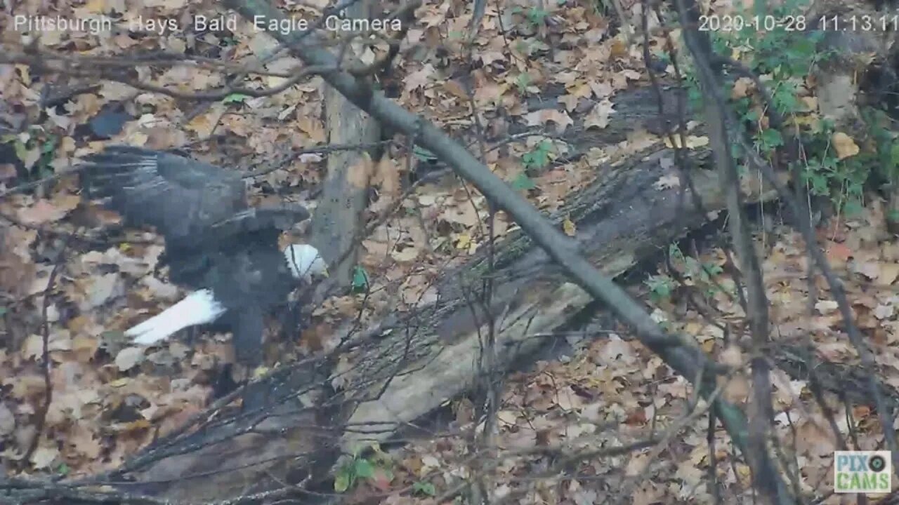 Hays Eagles Dad shows his stick finding technique 2020 10 28 1111AM