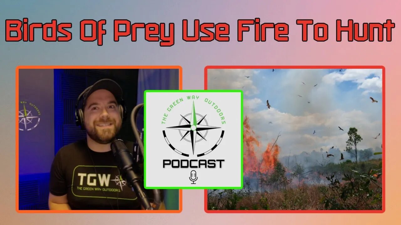 Birds Of Prey Use Fire To Hunt - The Green Way Outdoors Podcast Clips