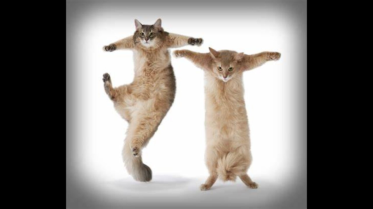 "Groove Galore: 6 Enchanting Cats Unleash Dance Magic on House Racks"