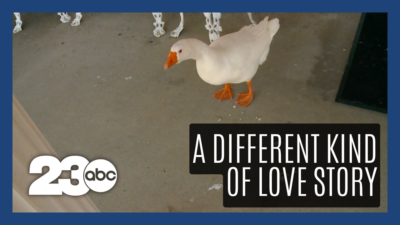 A 'goose' of a love story