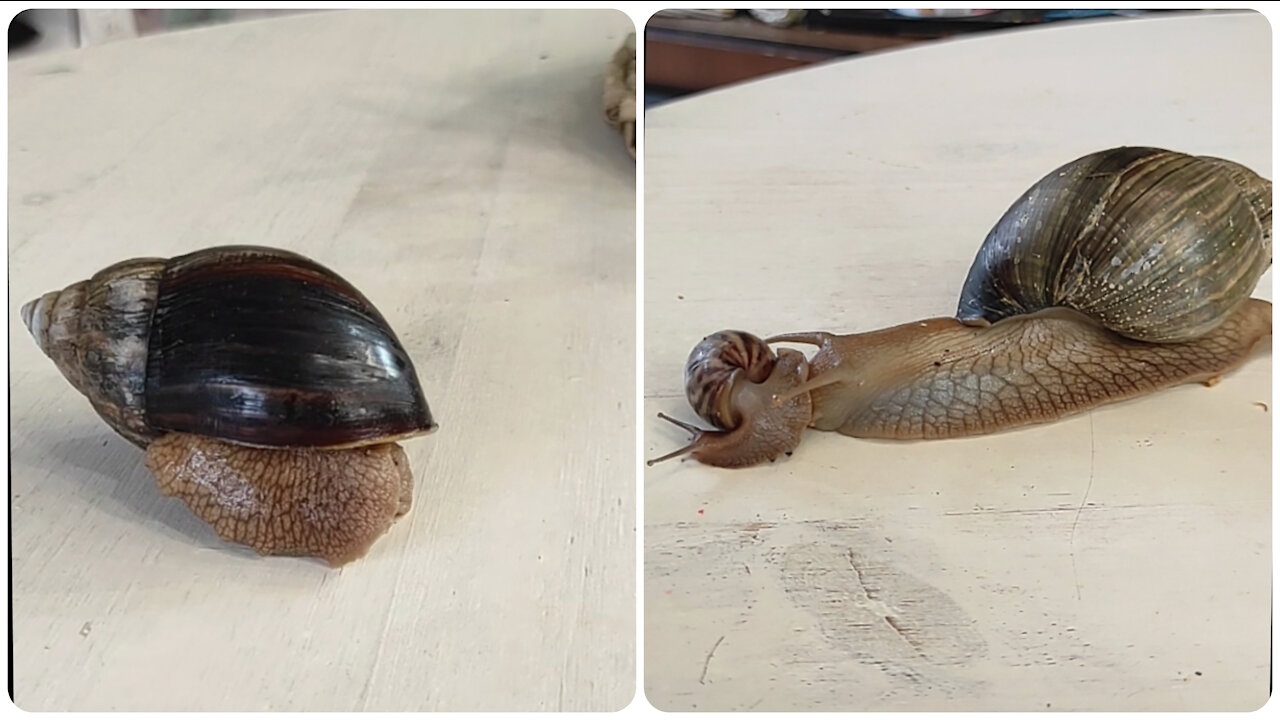 Achatina fulika eats