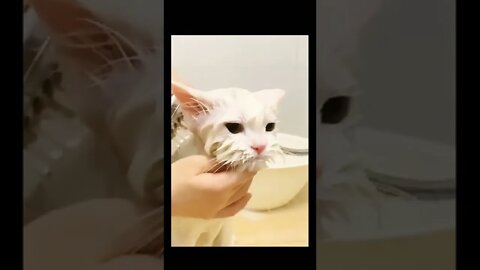 My Cat while taking bath