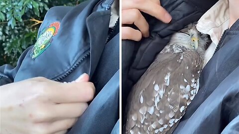 Sweet owl cuddles inside caretaker's jacket