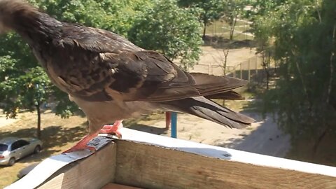 Grey pigeon video stock footage