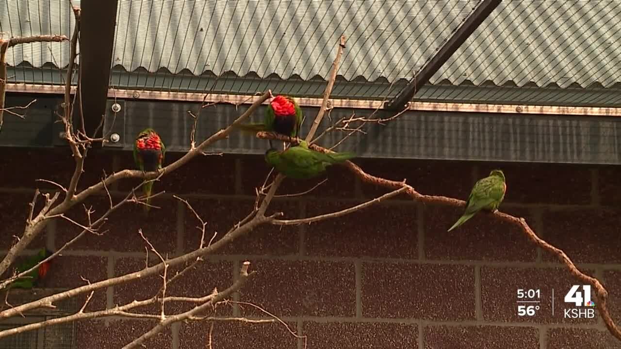 Kansas City Zoo takes steps to protect birds from avian flu