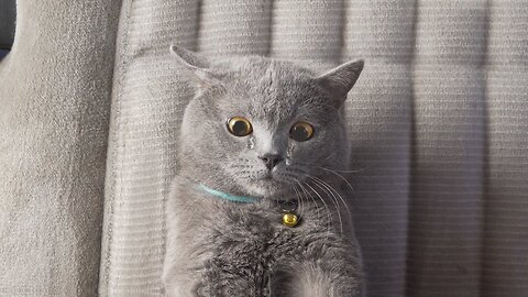 The Only Cute cat 🐈 Video You Need to Watch