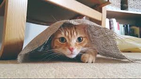 Cute and Funny Cat