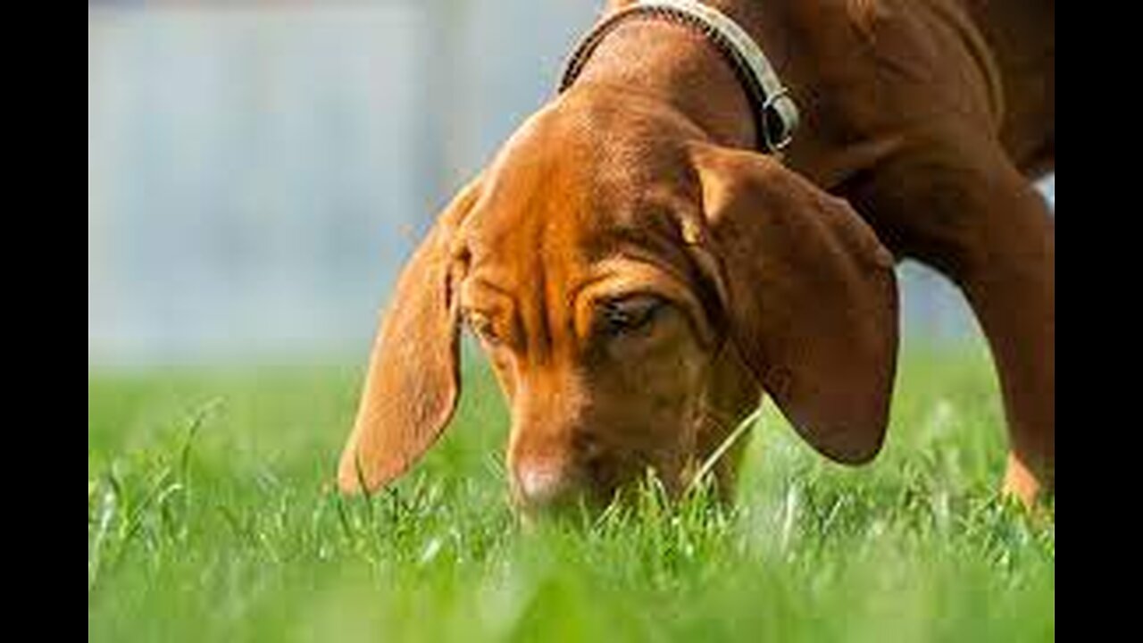 Why Do Dogs Eat Grass? #rumbleshorts