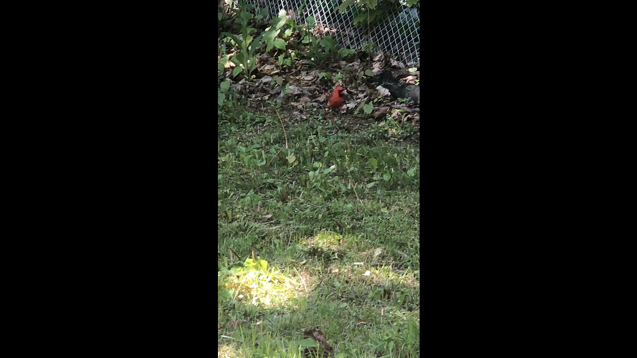Cardinal Doing His Thing