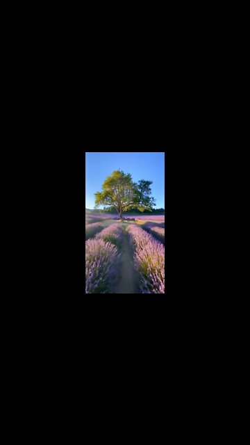 Visiting fields of flowers 🌸