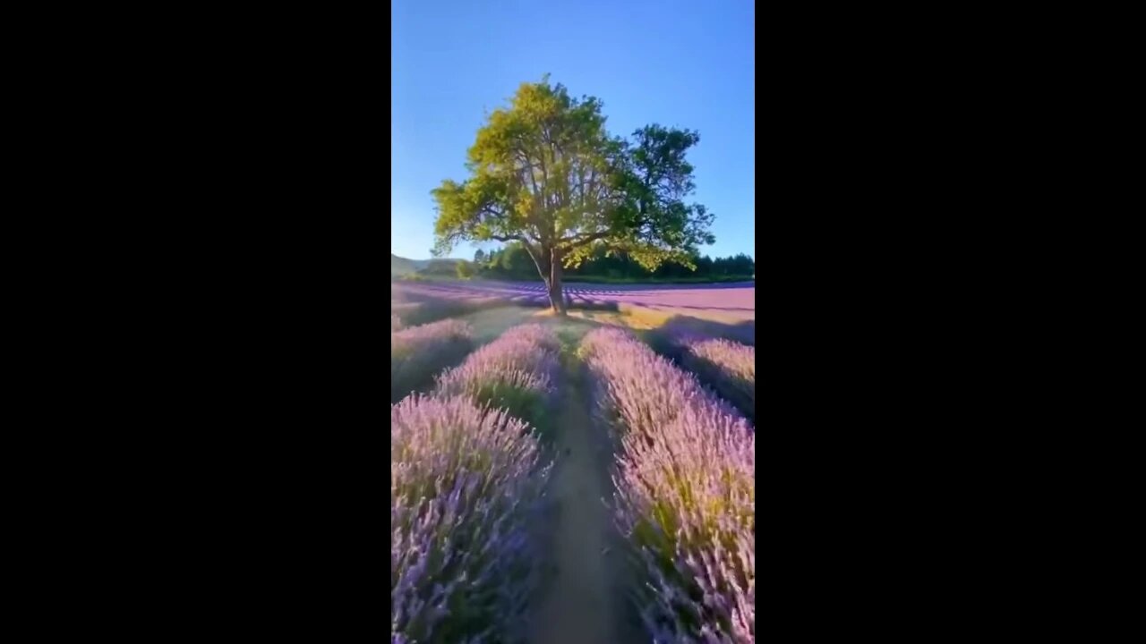 Visiting fields of flowers 🌸