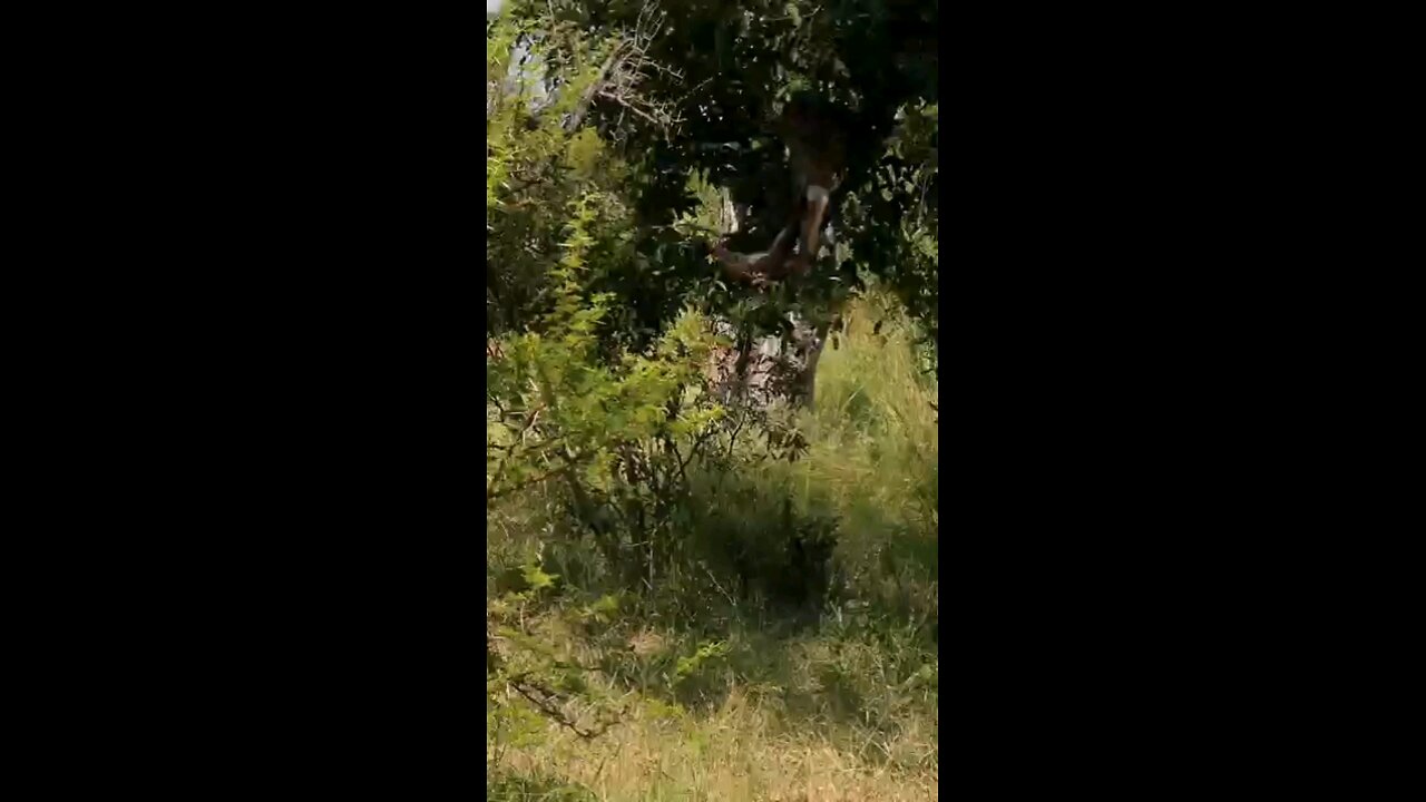 Leopard Drops Down From Tree With Carcass