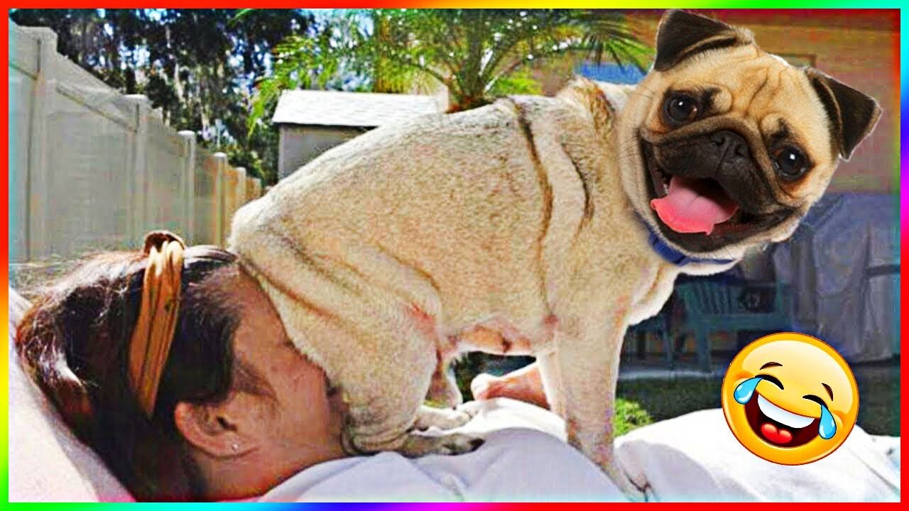 Funny Dog And Cat 😍🐶😻 Funniest Animals