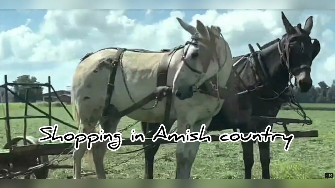 Shopping in Amish country: #Hedgehogshomestead