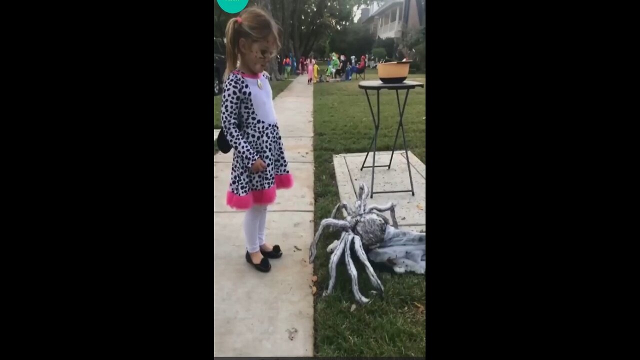 funny scary spider.