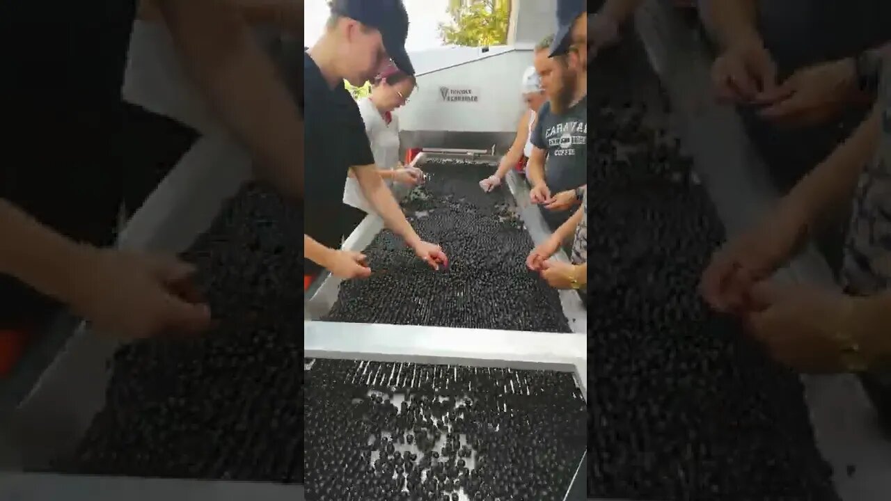 🍇 Harvest and Grape de-stemming at Chateau Carsin - Bordeaux