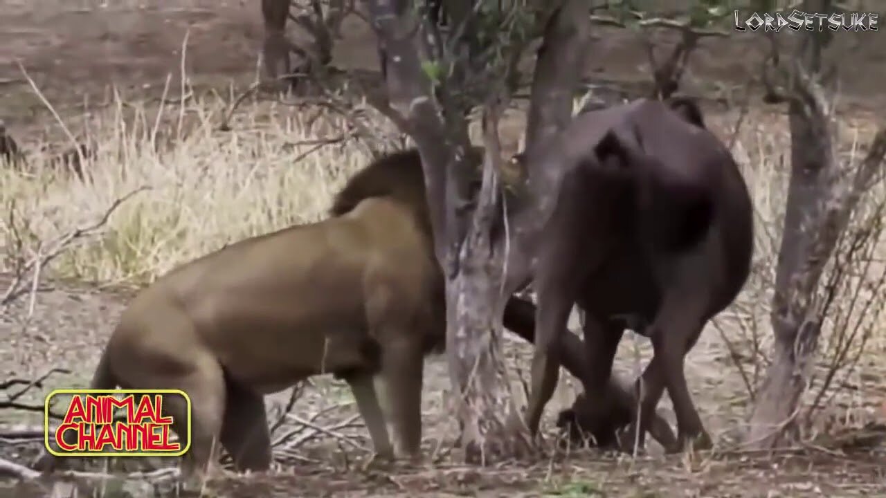 AMAZING Baboons Save Impala From Cheetah, BIG CATS Hunting Lions Tigers Cheetahs Elephant