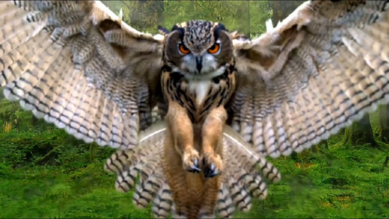 Owl flies and lands to catch