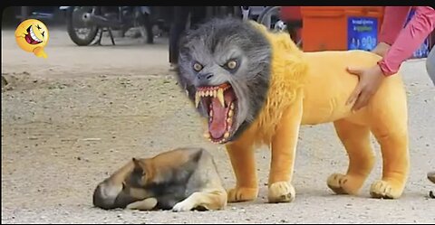 Troll Prank Dog Funny & fake Lion and Fake Tiger Prank To dog & Huge Box Prank to dog