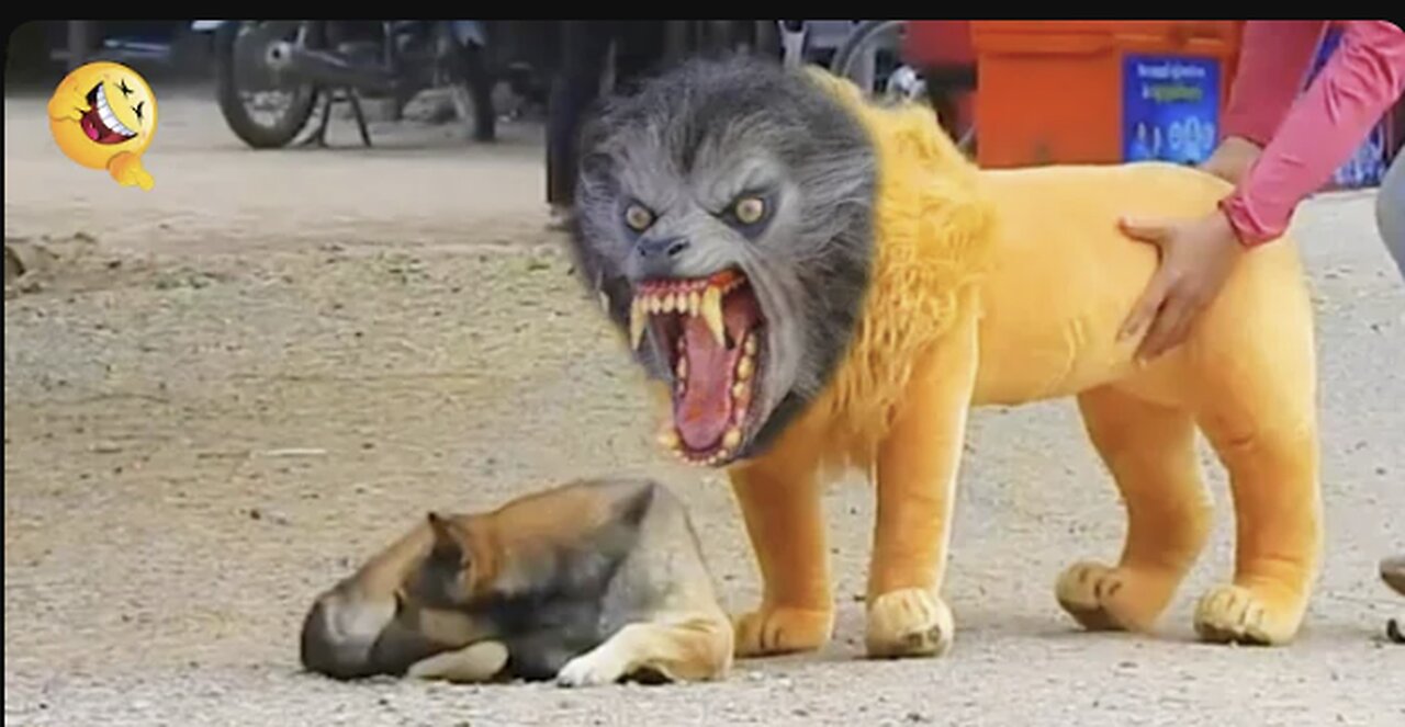 Troll Prank Dog Funny & fake Lion and Fake Tiger Prank To dog & Huge Box Prank to dog