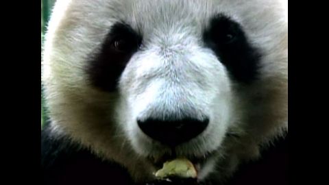 China To Help Reproduce Pandas