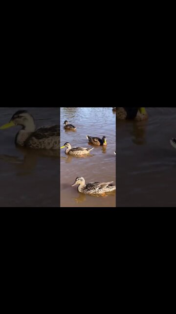 Up close with some Ducks