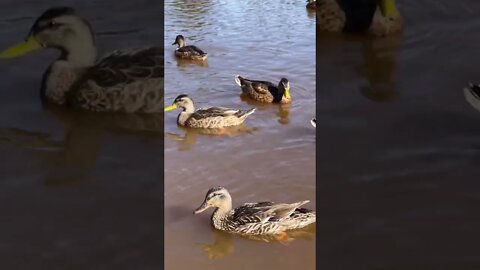 Up close with some Ducks