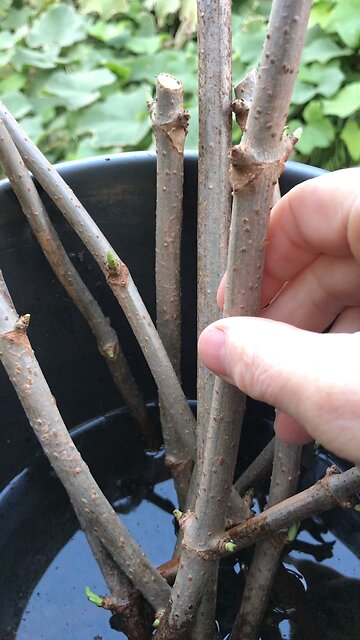 Elderberry Cuttings (Sambucus nigra) #gardening #foraging #medicinalherbs
