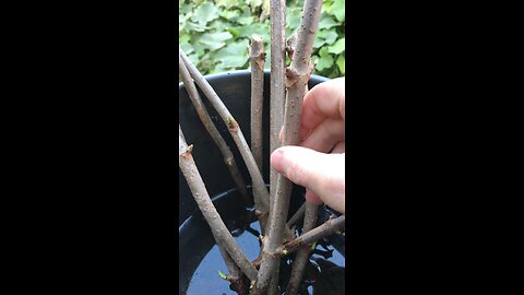 Elderberry Cuttings (Sambucus nigra) #gardening #foraging #medicinalherbs