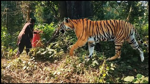 Tiger attack man in the forest l royal bengol tiger attack l tiger attack to lady in the forest.