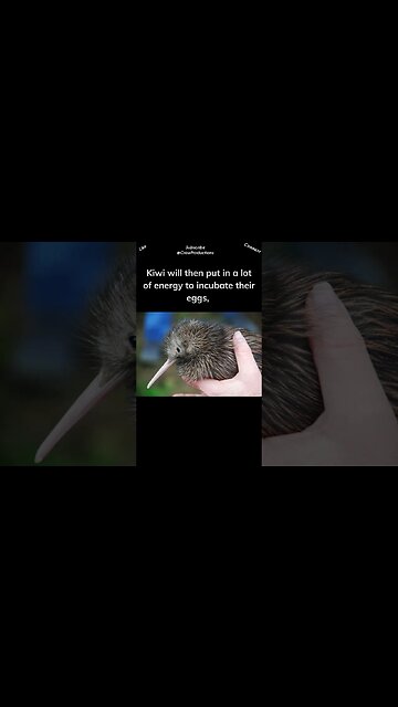 Kiwis are monogamous #kiwi #shorts