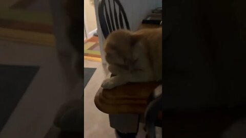 My Cat loves to sit on the kitchen table