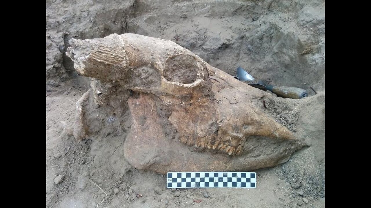 Prehistoric Bison Excavation- Burnet County, Texas