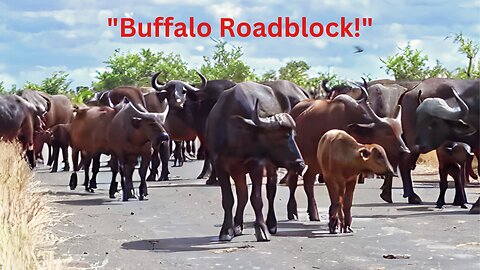 Buffalo Blockade: A Herd Takes Over the Road!