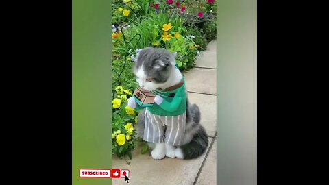 cute cat videos 😹 funny videos 😂1695