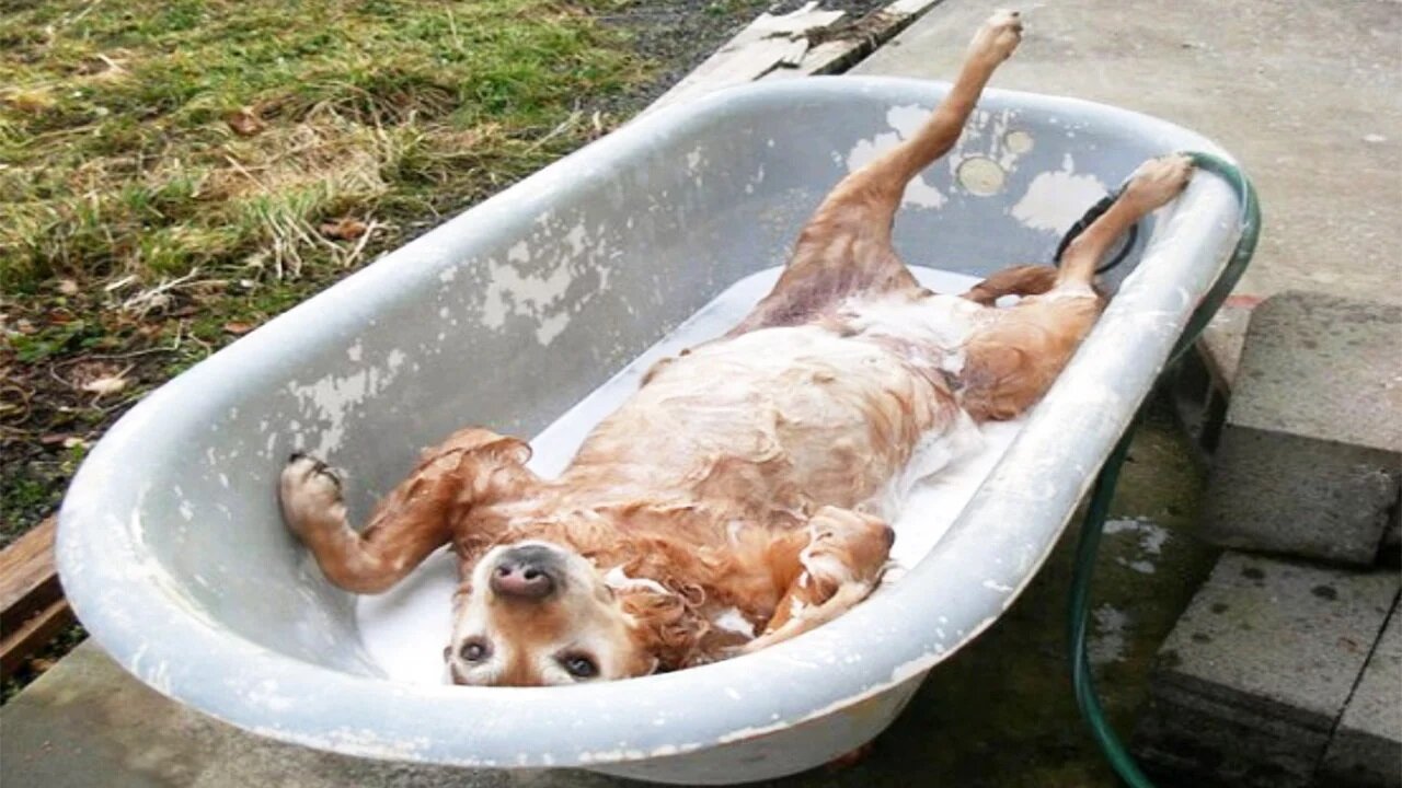 Funny Dog Bathing