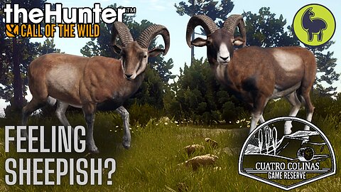 Feeling Sheepish? Cuatro Colinas | theHunter: Call of the Wild (PS5 4K)