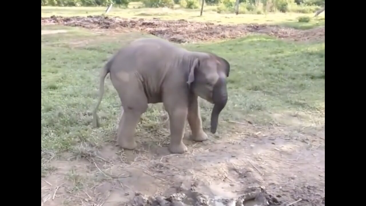 Cute Scared Baby Elephant!