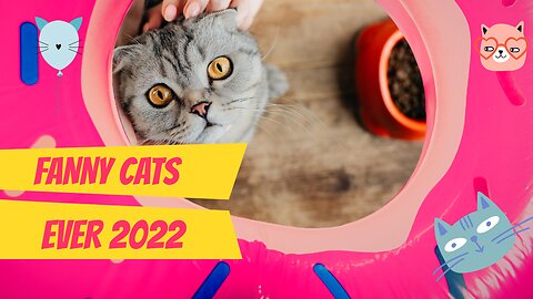 Funny cats videos ever 2022