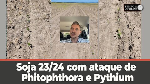 Soja 23/24 com ataque de Phitophthora e Pythium na região de Entre Ríos, Argentina.