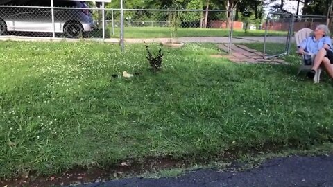 Duck