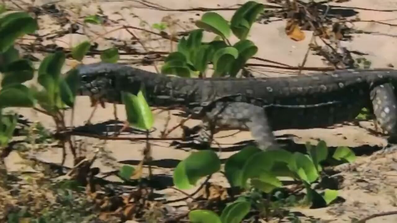 Leopard vs Monitor Lizard Real Fight | Hungry Leopard Hunt Lizard But Fail | Most Amazing Attack