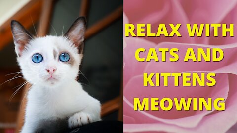 Relax with Sounds that Attract Cats – Cats and Kittens Meowing