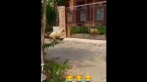 Funny sheep